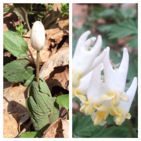 Bloodroot (left) and Dutchman's Breeches (right). Photos by Chris Federinko.